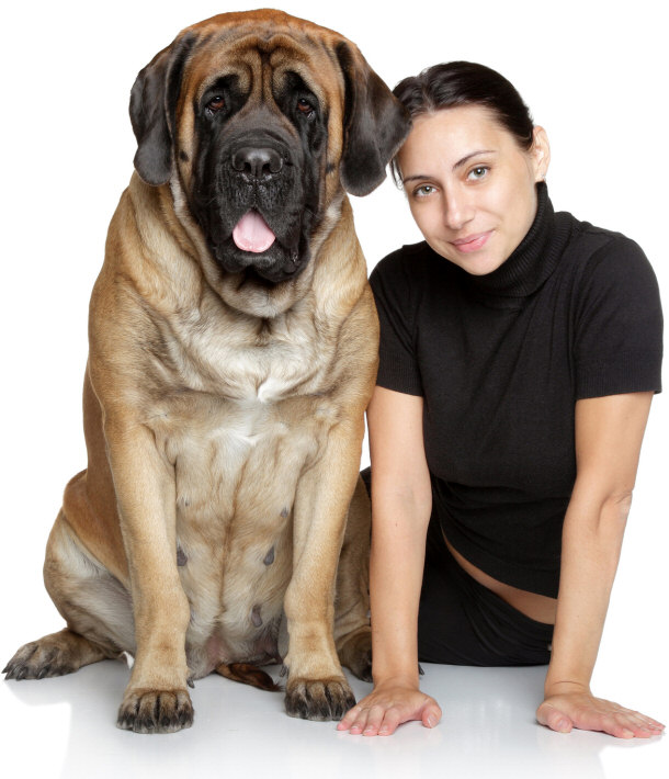 Mastiff Guarddog