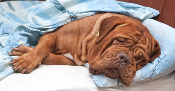 Dogue De Bordeaux Dog (French Mastiff) Sleeping Sweetly in Owner's Bed