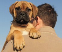 Mastiff Owner