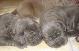 Mastiff Puppies