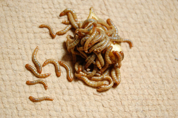 Mealworms