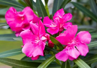 Oleander Flower