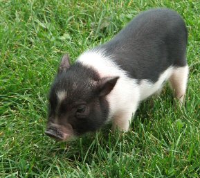 Potbelly Piglet