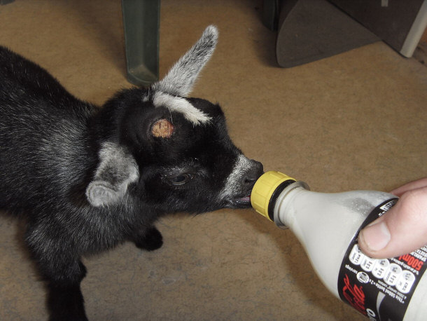 Hand-rearing Pygmy Goat