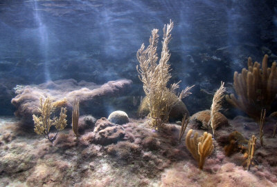 reef tank