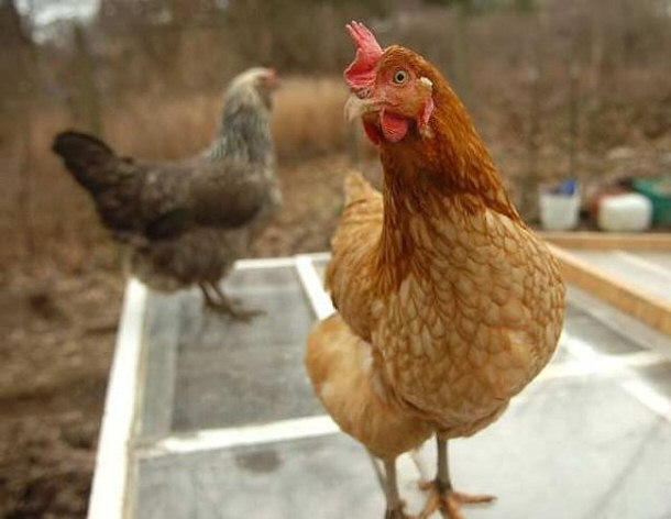 The Richest Chicken on Earth - Gigoo
