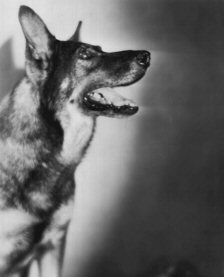 Rin Tin Tin archive photo