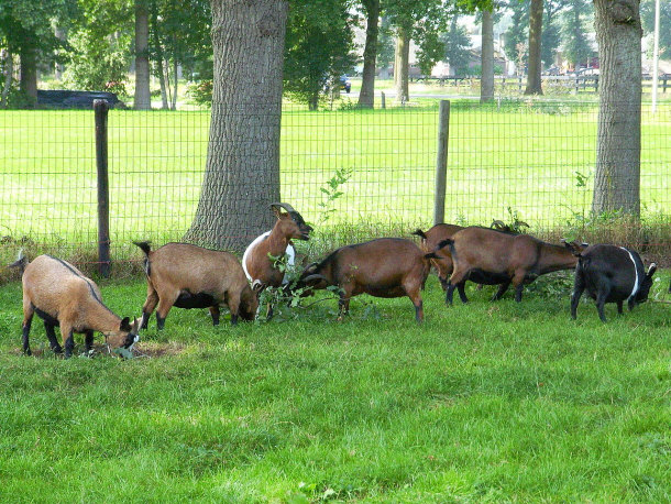 roaming pygmy goats