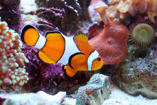 clown fish