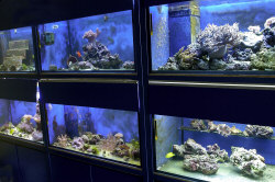 salt water tank