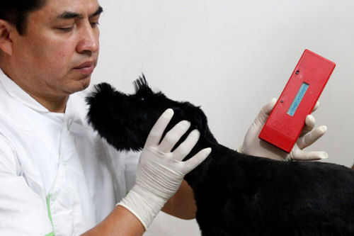 Veterinarian Scanning and Verifying a Dog's Identity
