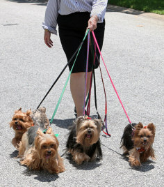 Walking yorkshire terrier