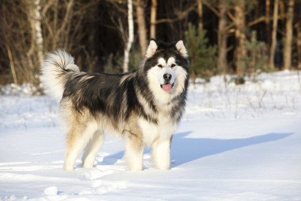 Alaskan Malamute in the Snow