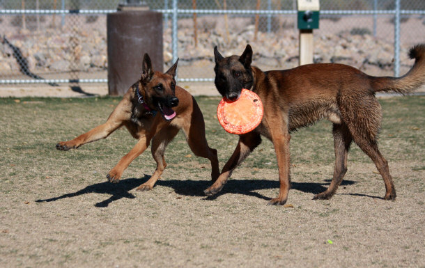 Belgian Malinois Playing