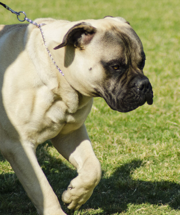 Bullmastiff