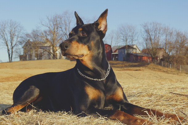 Doberman Pinscher