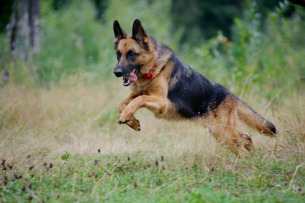 German Shepherd in Action