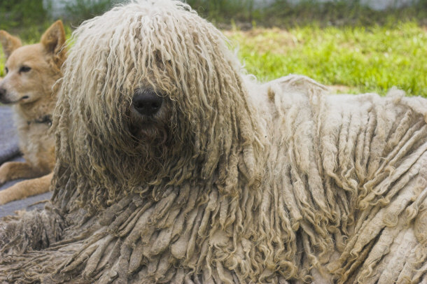 Hungarian Komondor