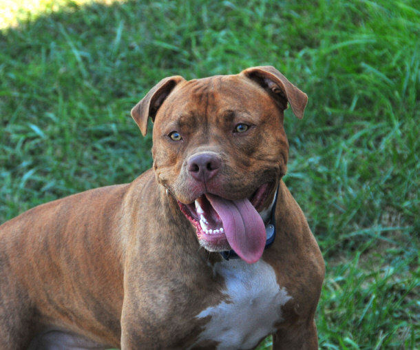 American Pit Bull Terrier