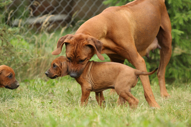 Rhodesian Ridgeback with Puppy