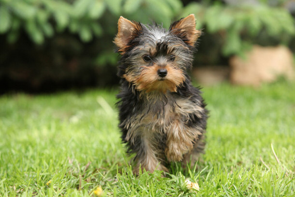 Yorkshire Terrier