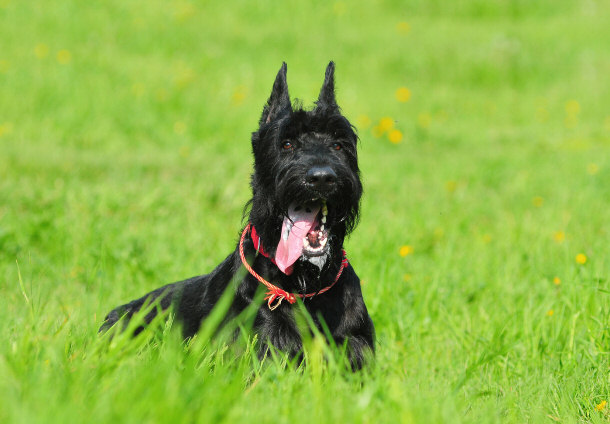 Giant Schnauzer