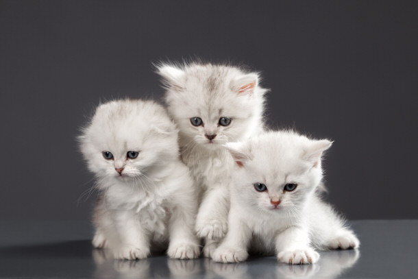 group of white cats