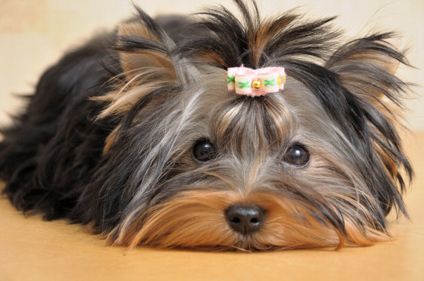 Yorkshire terrier yorkie