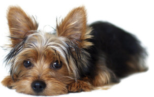 Yorkie Yorkshire Terrier