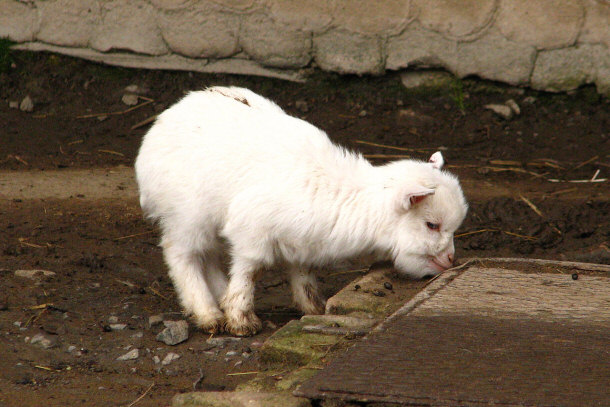 Young Pygmy Goat