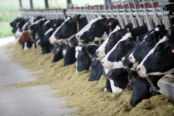 Cows producing methane gas