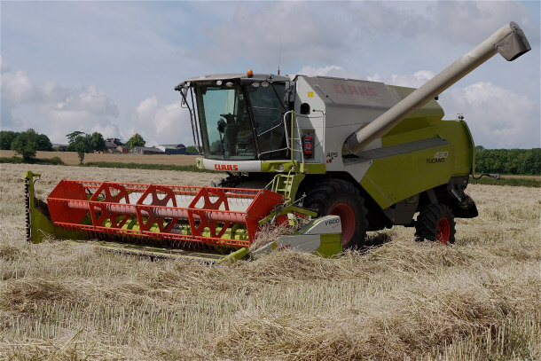 corn farming 