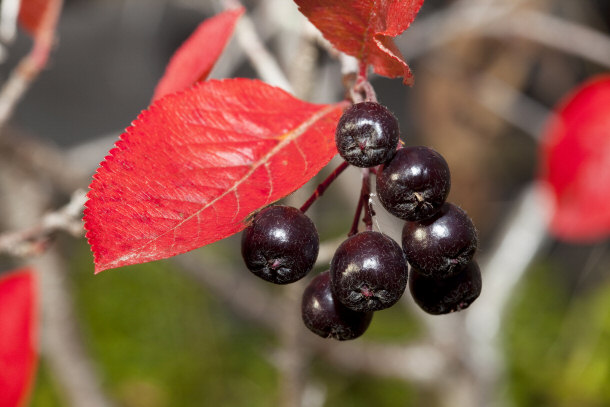  Black Aronia Berry (Black Chokeberry)