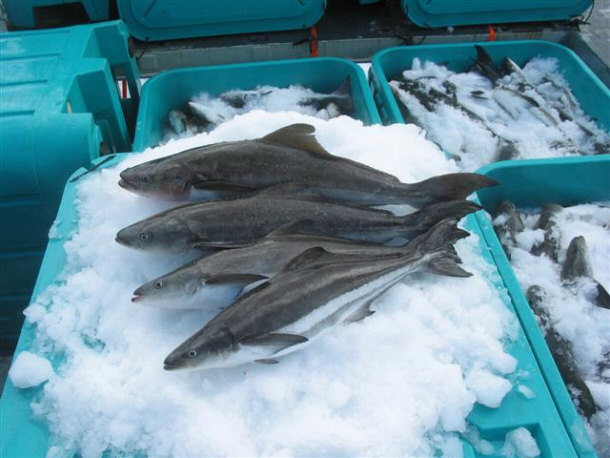 Cobia On Ice