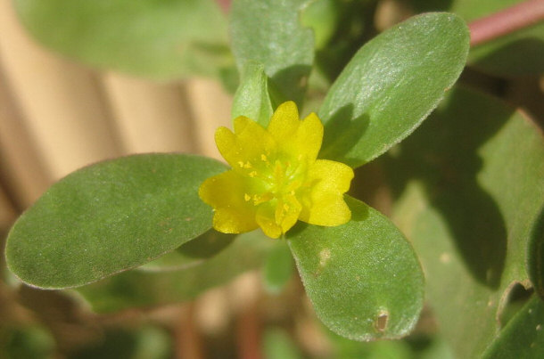 Purslane Plant