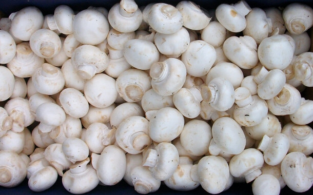 Variety Agaricus bisporus Regular View