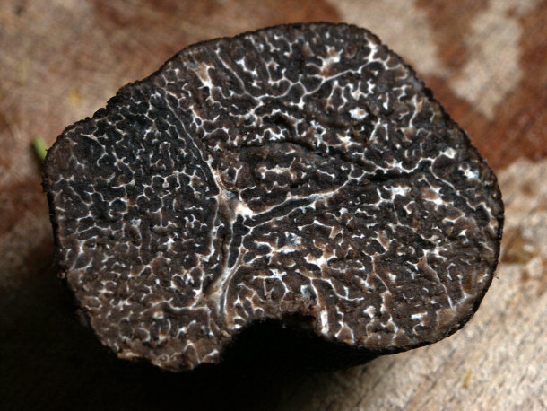 Black Perigord Truffle