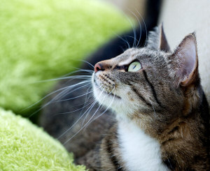 cats love to eat mushrooms