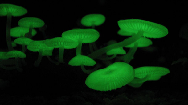 Mycena chlorophos