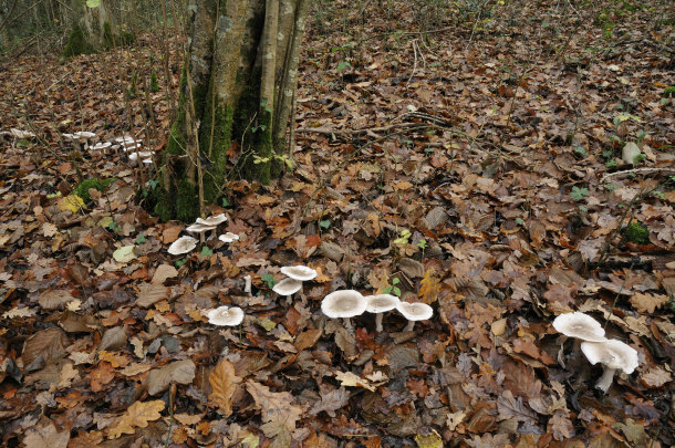 Clouded Agaric Fungi Fairy Path or Ring
