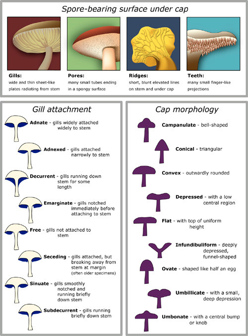 Guidelines for Identifying Mushrooms that are Fit for Human Consumption