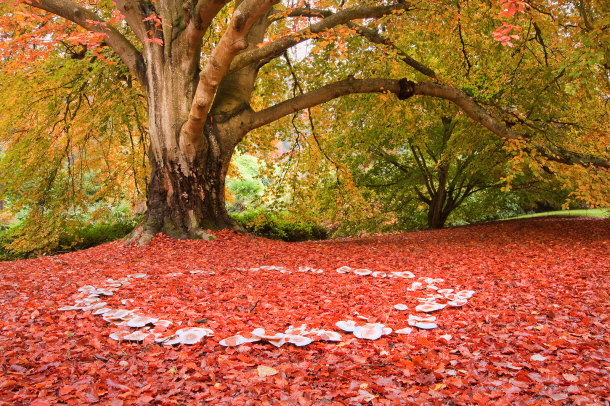Fairy Ring Among Vibrant Fall Leaves