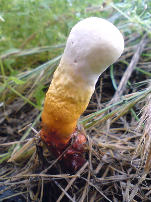 Developing Lingzhi or Reishi Mushroom