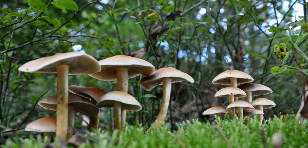 crop of mushrooms