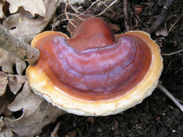 The Lingzhi or Reishi Mushroom - Ganoderma lucidum