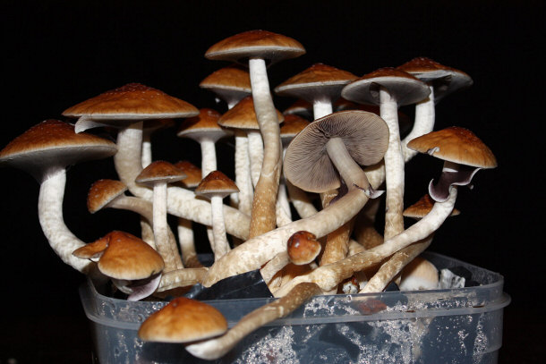 Psilocybin Mushrooms Known as "Golden Teacher"