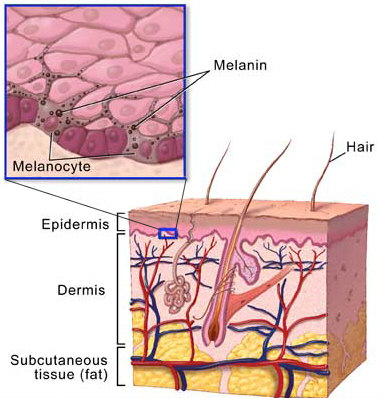 melanin and nuclear fallout