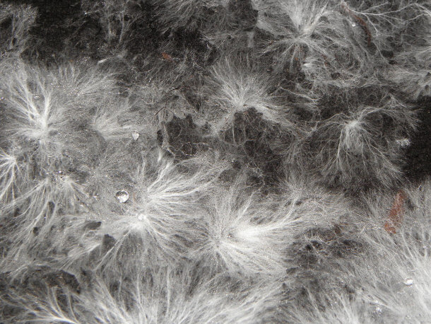 Microscopic View of Mycelium for Agaricus bisporus