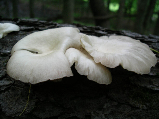 Oyster Mushroom