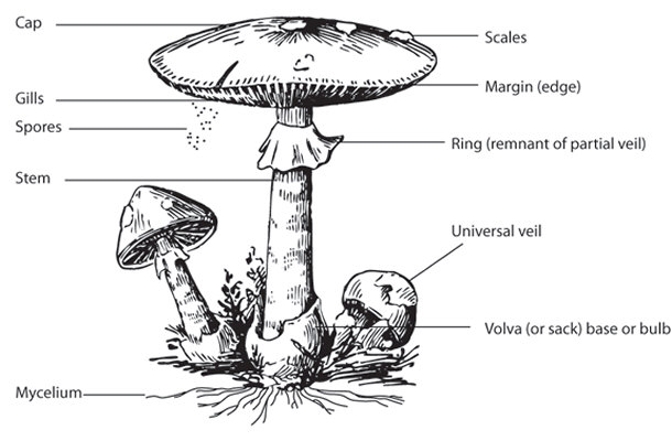 Parts of a Mushroom